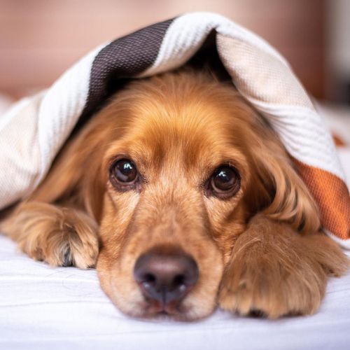 即日対応可能な犬の捜索